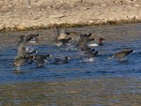 Coots & Canvasbacks 